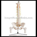 Columna vertebral de tamaño natural ISO con pelvis y cabeza de fémur, modelo de columna vertebral, HR-126